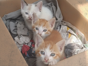Las pulguitas: Gatitos de cajita que trajo mi hijo a casa