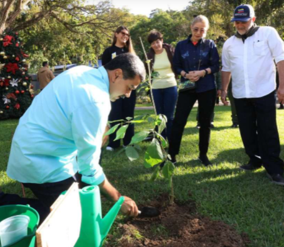 para el 2026 se sembrarán 10 millones de plantas