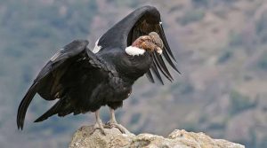 Mérida registra nacimiento de un cóndor andino