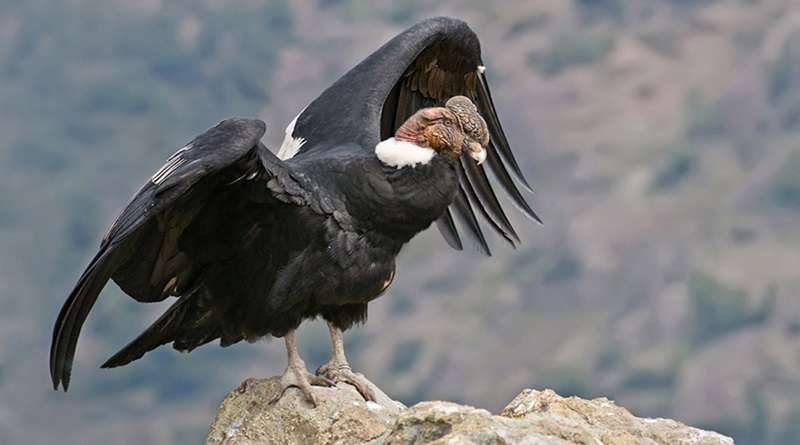 Mérida registra nacimiento de un cóndor andino