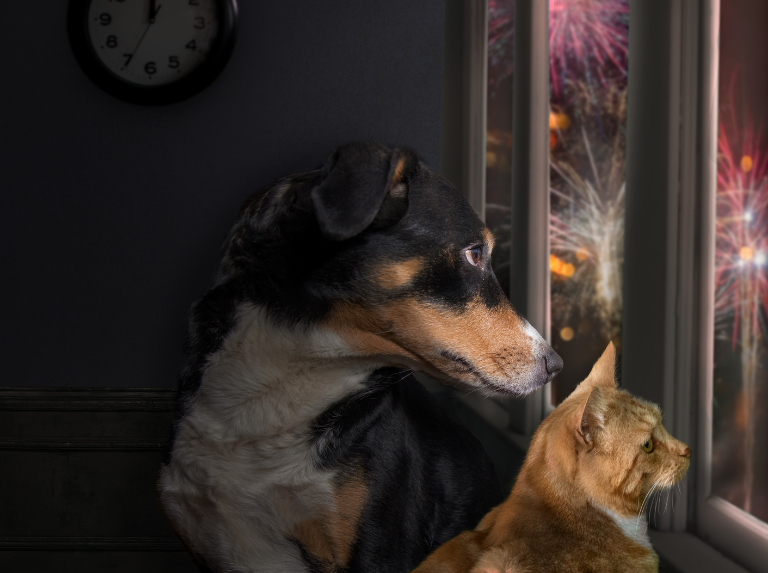 Pirotecnia: un tormento para los animales