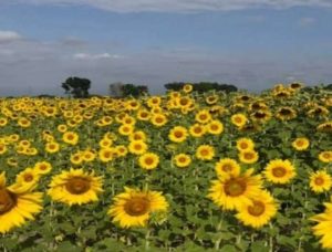 Portuguesa se prepara para la Feria del Girasol 2026