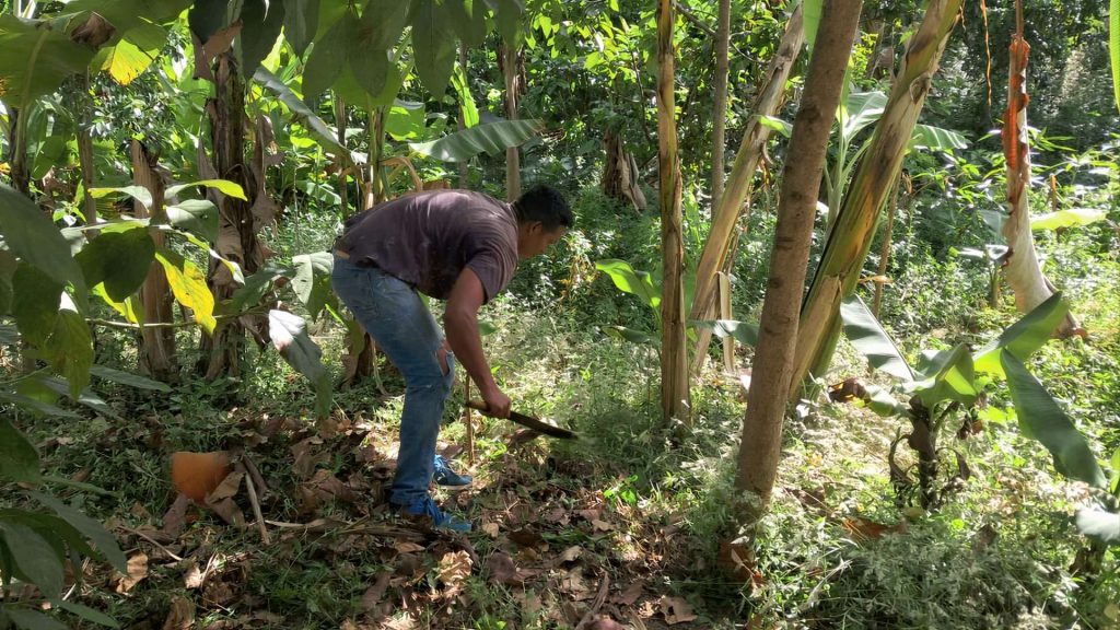 Rescataron terrenos en La Urbina para sembrar