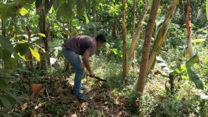 Rescataron terrenos en La Urbina para sembrar