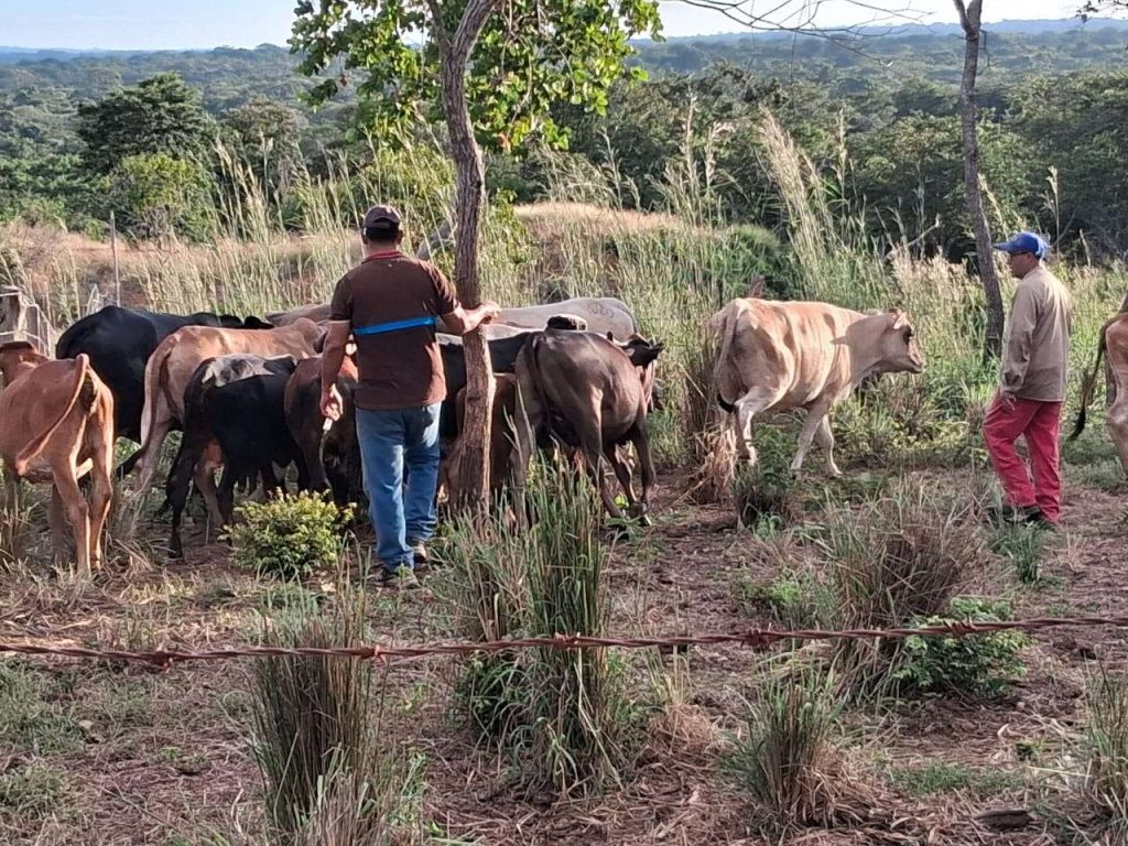 Sumaron otras 32 mil dosis a campaña anti aftosa del Zulia