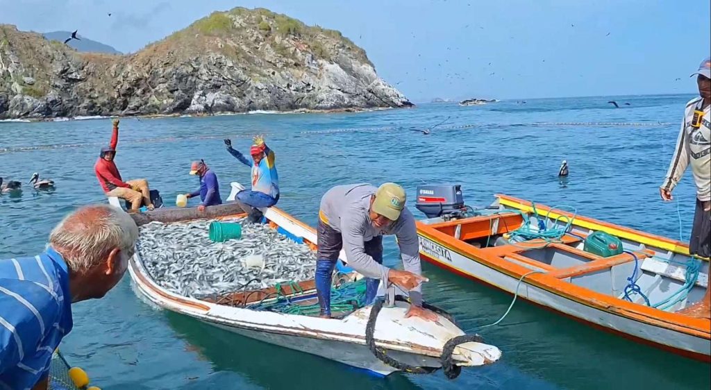 Veda de la sardina se extenderá hasta el 15 de marzo de 2026