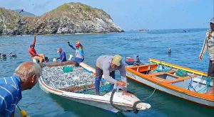 Veda de la sardina se extenderá hasta el 15 de marzo de 2026