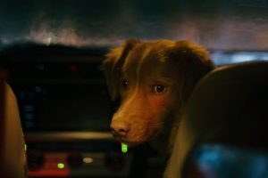 El perro de 'Good Boy' hace historia como el primero en recibir un premio a la mejor interpretación, venciendo a actores como Ethan Hawke o Alison Brie