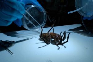 Hoy en Disney+, Will Smith "ordeña" una tarántula en un fascinante documental de viaje y aventura