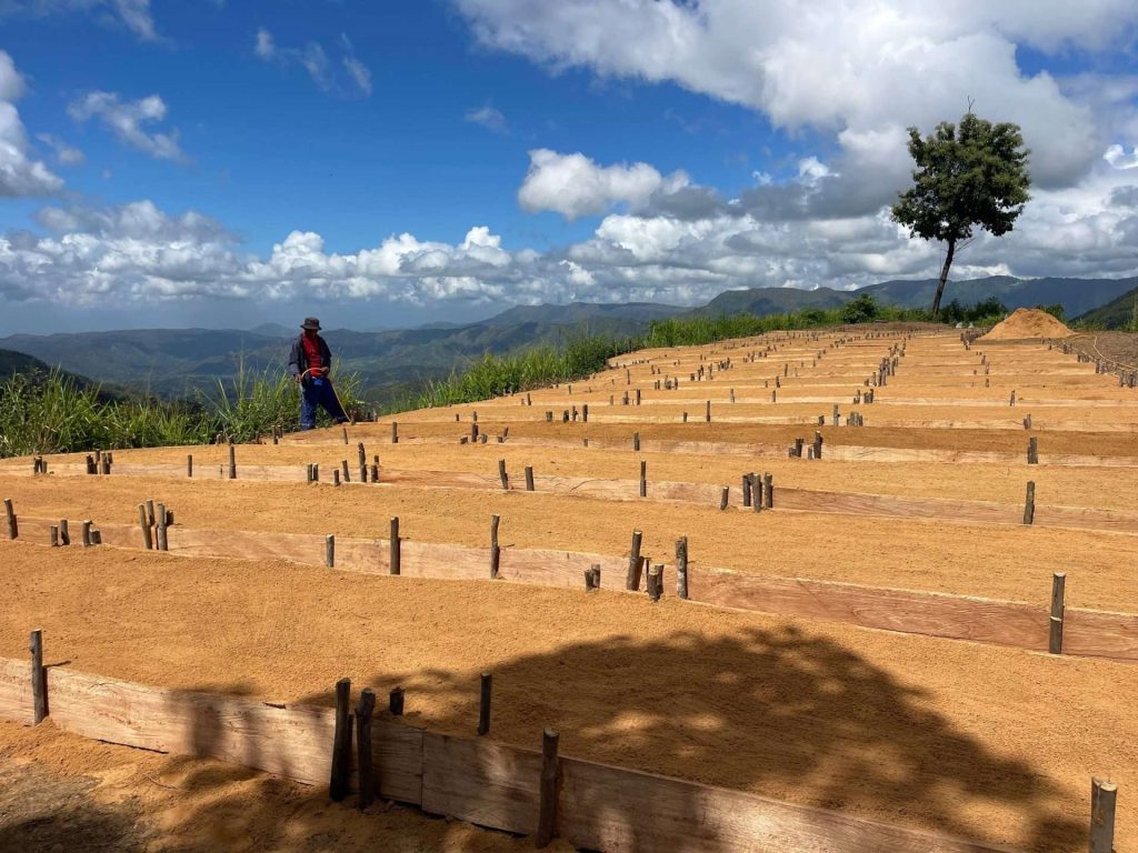 Arrancó la siembra del millón de plantas de café en Barcelona