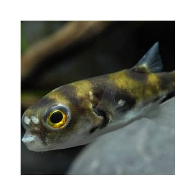 Biopelícula de piel de pez amazónico se desarrolla como alternativa a envases plásticos