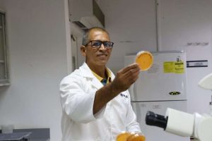 Científicos trabajan en un cacao más resistente y de calidad