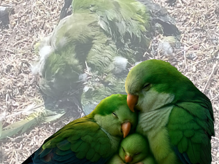 Cotorras en Uruguay: ¿Exterminio o control?