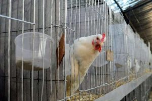 Desarrollan vacuna intranasal contra la gripe aviar H5N1