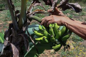 En Antímano garantizan alimentos sin agrotóxicos