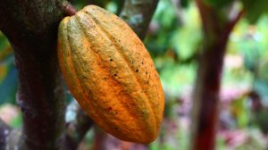 Exportación de cacao repuntó 111% en 2025