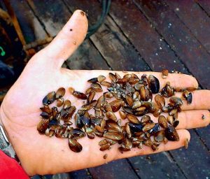 Impulsan la producción sostenible de mejillón en Sucre