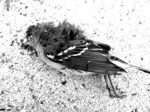 Las aves pueden sufrir mucho con los bombardeos