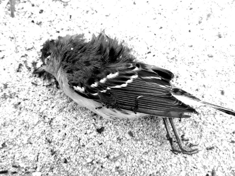 Las aves pueden sufrir mucho con los bombardeos