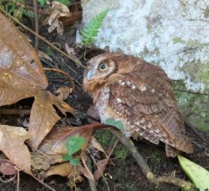 Liberan cuatro búhos currucutú en Mérida