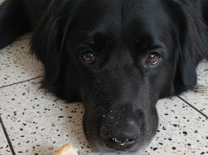 Max se robó medio pan de jamón