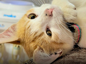 No era un gato sin hogar, pero se lo llevaron