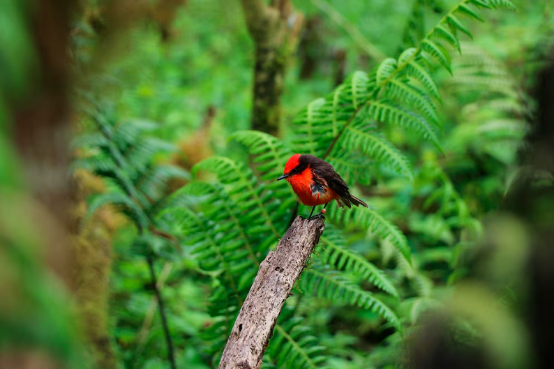 El proyecto científico que busca restaurar la biodiversidad de la isla Floreana en Galápagos