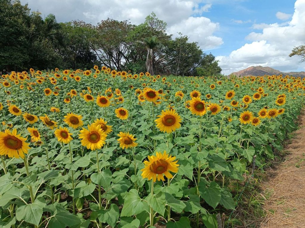 Prueban sembrar 11 variedades de girasol en Guárico