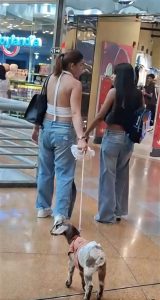 Un chivo con collar enciende las redes sociales