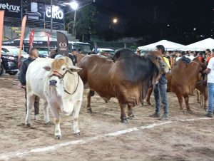 Venezuela formaliza plan para ser declarada libre de aftosa