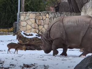 Viral: El ciervo que desafió a un rinoceronte