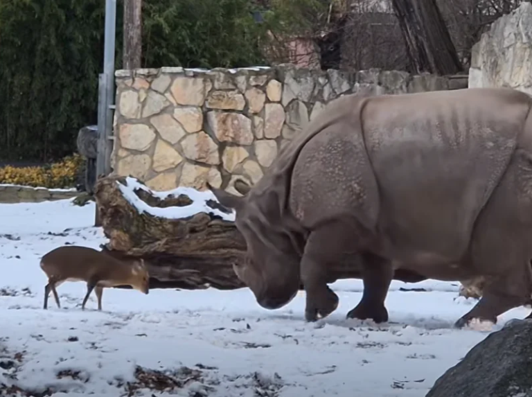 Viral: El ciervo que desafió a un rinoceronte