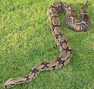 Zoológico de Maracay liberó 16 especies en el Henri Pittier 