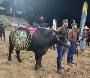 ​Más de 300 ejemplares en la VII Feria Bufalina de Asogata