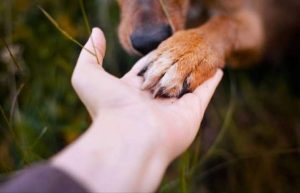 Activan servicio público de crematorio para mascotas en Maracay