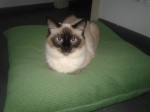 Ágata, la gata feral de la planta baja