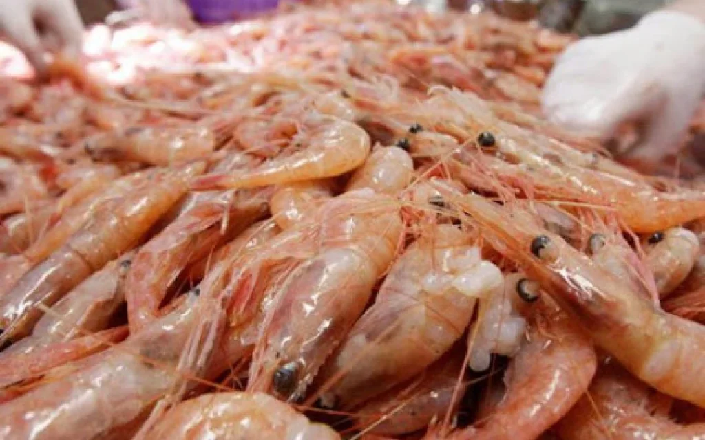 Producción de camaranoes en Venezuela podría incrementarse hasta las 600 mil toneladas