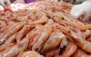 Producción de camaranoes en Venezuela podría incrementarse hasta las 600 mil toneladas