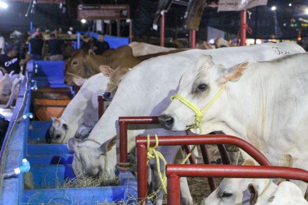 Campeona lechera de la expoferia de Mauroa produjo 68.400 kilos 