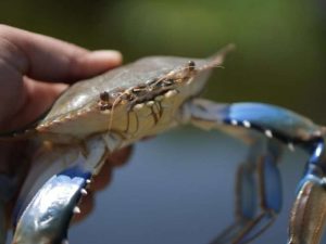 Venezuela gestiona permisos para reanudar exportaciones de cangrejo azul a EE.UU.