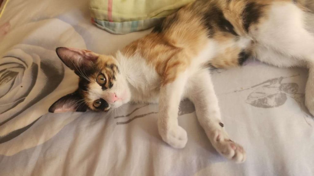 📌Cartelera de adopciones🐱🐶