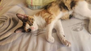 📌Cartelera de adopciones🐱🐶