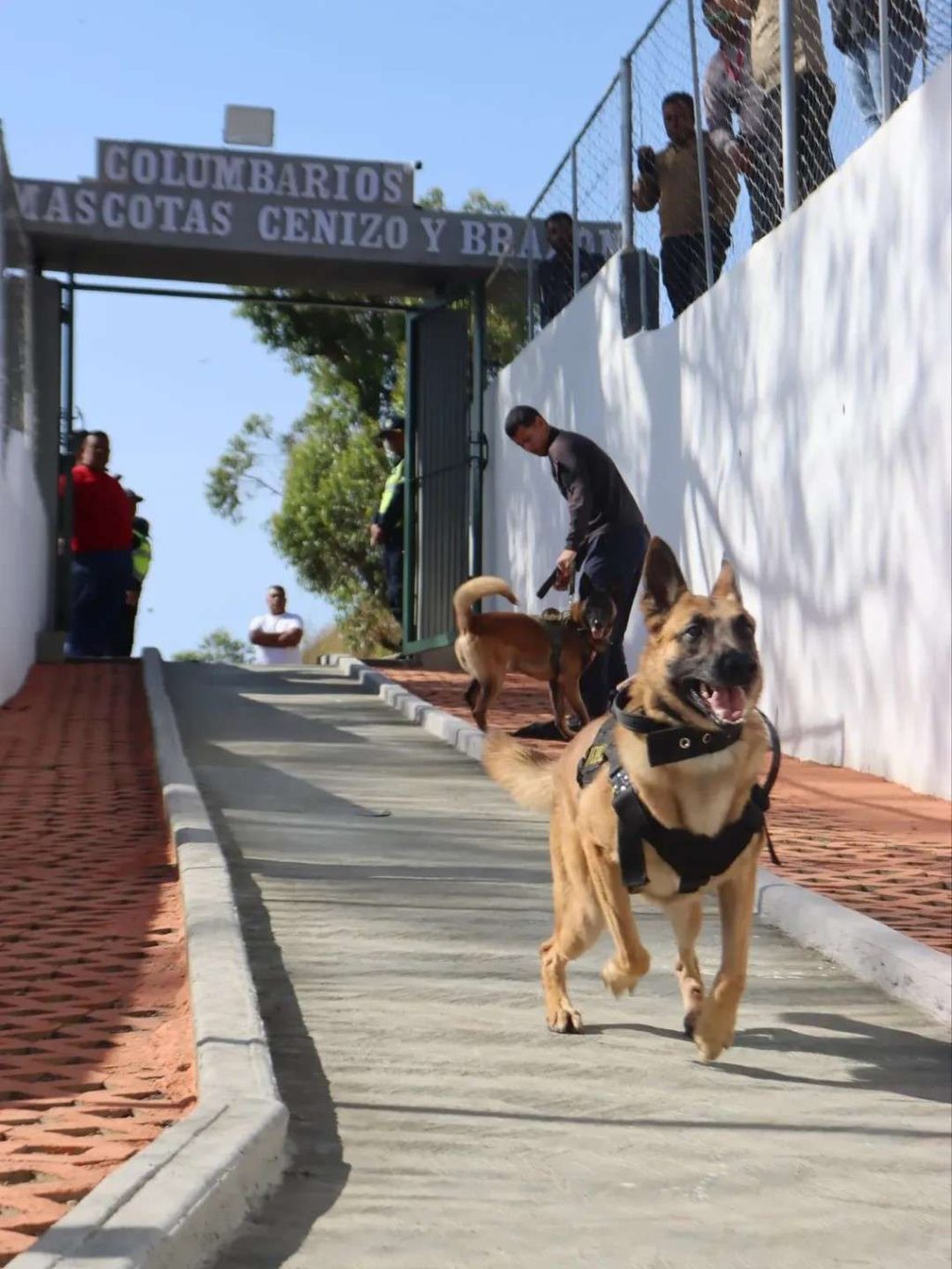 Cremación de mascotas en El Junquito cuesta $40