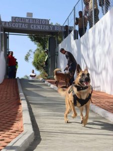 Cremación de mascotas en El Junquito cuesta $40