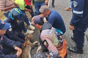 Cunaguaro rescatado en carretera de Lara muestra evolución favorable