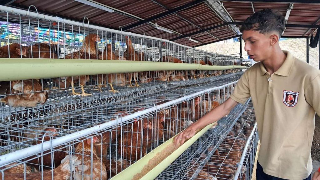 En La California crían gallinas y codornices