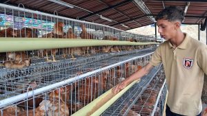 En La California crían gallinas y codornices