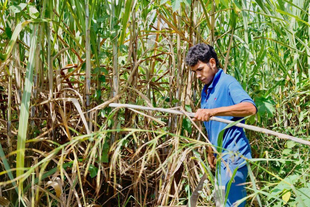 En Sucre estiman comenzar zafra de caña en abril