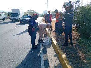 Hallan sin vida a un cunaguaro en avenida del norte de Maracay
