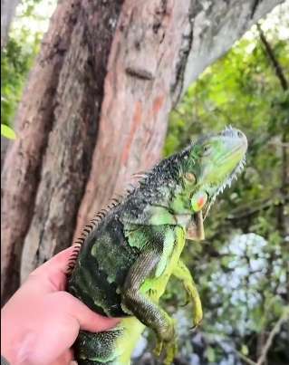 Iguanas caen de los árboles por el frío extremo en Florida